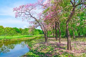 Flowers of pink trumpet trees are blossoming in  Public park of Bangkok, Thailand photo