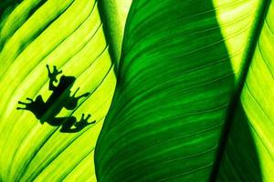 Frog shadow on natural green leaf background, tropical foliage texture. photo