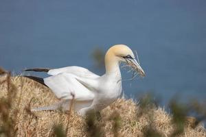 Gannet, Morus bassanus, at Bempton Cliffs in Yorkshire photo