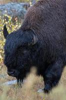 American Bison, Bison bison, in Yelowstone National Park photo