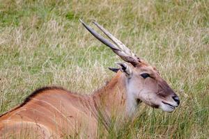 Common Eland laying in the grass photo