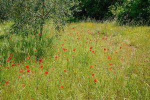 Wild Poppies in a field in Tuscany photo