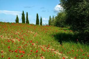 Wild Poppies in a field in Tuscany photo