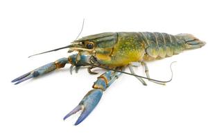 Crayfish or Freshwater lobster on a white background. photo