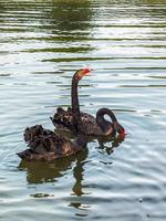 cisnes negros, cygnus atratus, nadando en un lago foto
