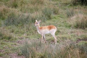 Young Red Lechwe Antelope standing in the grass photo