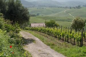 VAL D'ORCIA, TUSCANY, ITALY - MAY 16. Vineyard in Val d'Orcia Tuscany on May 16, 2013 photo