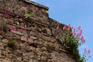 CASTIGLIONE DEL LAGO, PERUGIA OF UMBRIA,  ITALY - MAY 20. Valerian growing in a wall in Castiglione del Lago, Perugia of Umbria on May 20, 2013 photo