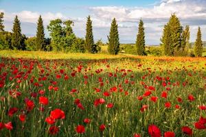 Poppy Field in Tuscany photo