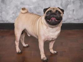 Adorable pug dog standing on floor at home, 3 year old ,looking at the camera photo