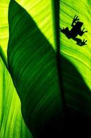 sombra de rana sobre fondo de hoja verde natural, textura de follaje tropical. foto