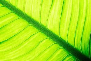 Close up of natural green leaf background, tropical foliage texture. photo
