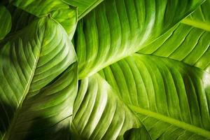 Close up of natural green leaves background, tropical foliage texture. photo