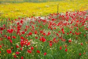 un campo de flores de primavera en castiglione del lago foto