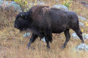 bisonte americano, bisonte bisonte, en el parque nacional de yelowstone foto