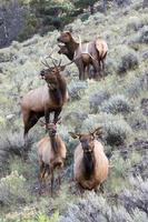 A family of Elk or Wapiti, Cervus canadensis, walking through scrubland in Yellowstone photo