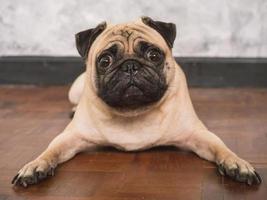 adorable perro pug tirado en el suelo en casa, de 3 años, mirando la cámara foto