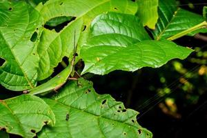 Close up of Grasshopper on green leaves. photo