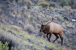 Elk or Wapiti, Cervus canadensis, walking through scrubland in Yellowstone photo