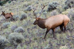 Elk or Wapiti, Cervus canadensis, walking through scrubland in Yellowstone