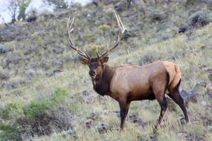 alces o wapiti, cervus canadensis, caminando por matorrales en piedra amarilla foto