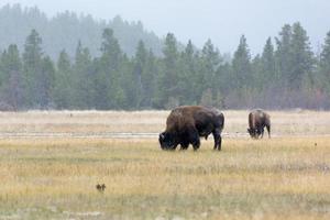Bisonte americano en el parque nacional de Yellowstone. foto