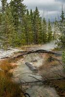 Dead Trees across a Yellowstone Creek photo