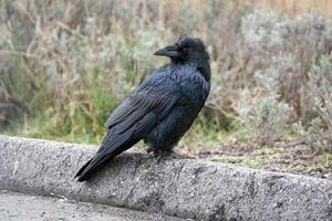 Common Raven looking over his shoulder photo