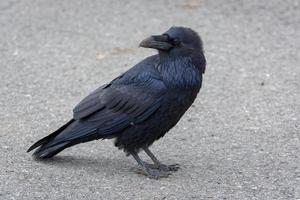 Common Raven looking over his shoulder photo