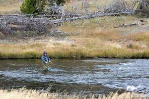 pesca con mosca en Fairy Creek en el parque nacional de Yellowstone foto