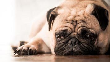 Close up of cute pug dog lying down on wooden floor at home.