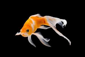 Goldfish isolated on black background photo