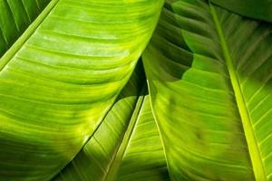 primer plano de fondo de hojas verdes naturales, textura de follaje tropical. foto