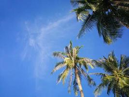 Summer nature scene, Tropical plants, Coconut palm trees on blue sky background. photo