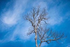 Tree and branches on blue sky. photo