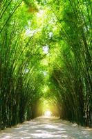 árbol de bambú de túnel con luz solar. foto