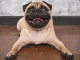 Adorable pug dog lying on floor at home, 3 year old. photo