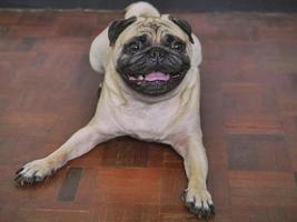 adorable perro pug tirado en el suelo en casa, de 3 años. foto