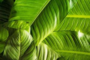 primer plano de fondo de hojas verdes naturales, textura de follaje tropical. foto