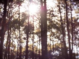 desenfoque de fondo de la naturaleza, bosque con luz solar al amanecer. foto