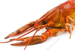 Boiled Crayfish or Freshwater lobster on a white background. photo