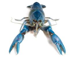 Blue crayfish Cherax destructor on white background. photo