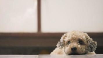 Cute toy poodle dog lying on floor at home. photo