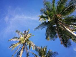 escena de la naturaleza de verano, plantas tropicales, palmeras de coco sobre fondo de cielo azul. foto