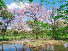 Flowers of pink trumpet trees are blossoming in  Public park of Bangkok, Thailand photo