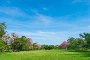 Flowers of pink trumpet trees are blossoming in  Public park of Bangkok, Thailand photo