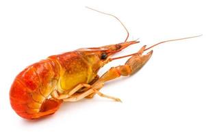 Boiled Crayfish or Freshwater lobster on a white background. photo