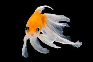 Goldfish isolated on black background photo