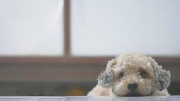 Cute toy poodle dog lying on floor at home. photo