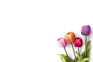 Colorful Tulip flowers on a white background, free space for text photo